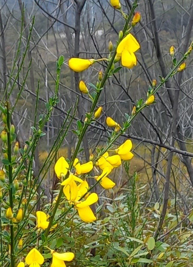 Broom with flowers
Photo: Keith Brister