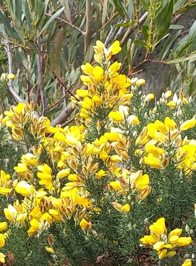Gorse with flowers
Photo: Keith Brister