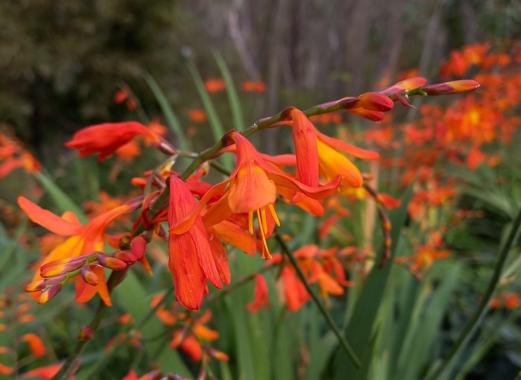 Montbretia flowers
Photo: Keith Brister