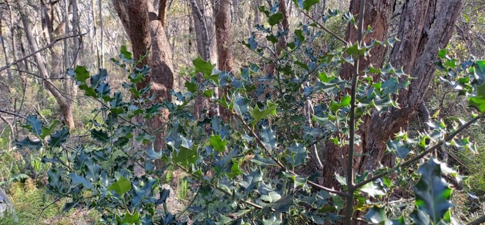 Bush reserve infestation Prince George Street, Blackheath
(Currently being treated by BMCC Bushcare group)
Photo: Tracie McMahon