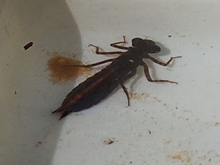 2cm Dragonfly nymph 