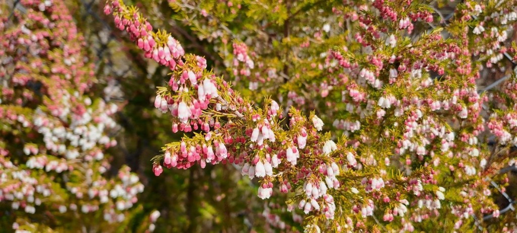 Spanish/ Portuguese Heath – Erica lusitanica. 
Photo taken on Railway Corridor opposite Ridgewell Road Blackheath
